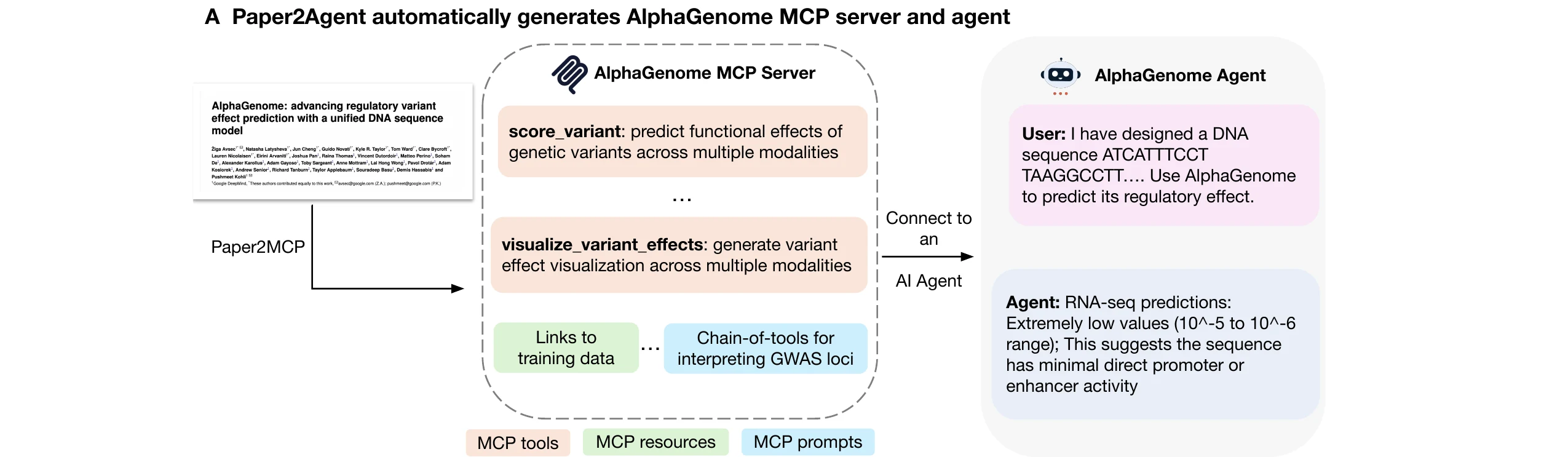 Diagrama del propio paper: a la izquierda, la portada del artículo de AlphaGenome; una flecha rotulada Paper2MCP lleva a un recuadro «AlphaGenome MCP Server» con el contenido coloreado por categorías —en naranja las herramientas, score_variant y visualize_variant_effects; en verde los recursos, con el enlace a los datos de entrenamiento; en azul los prompts, con una cadena de herramientas para interpretar loci de GWAS—; a la derecha, la conversación con el agente, que responde a una consulta sobre una secuencia de ADN.